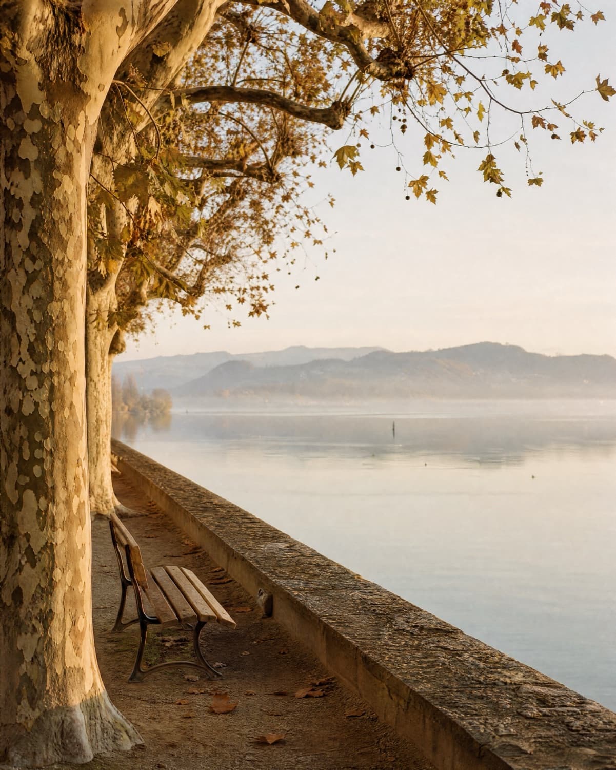 Herbstmorgen an der Uferpromenade: eine Holzbank unter alten Platanen, dahinter der stille Bodensee und die Hügel des anderen Ufers im Dunst
